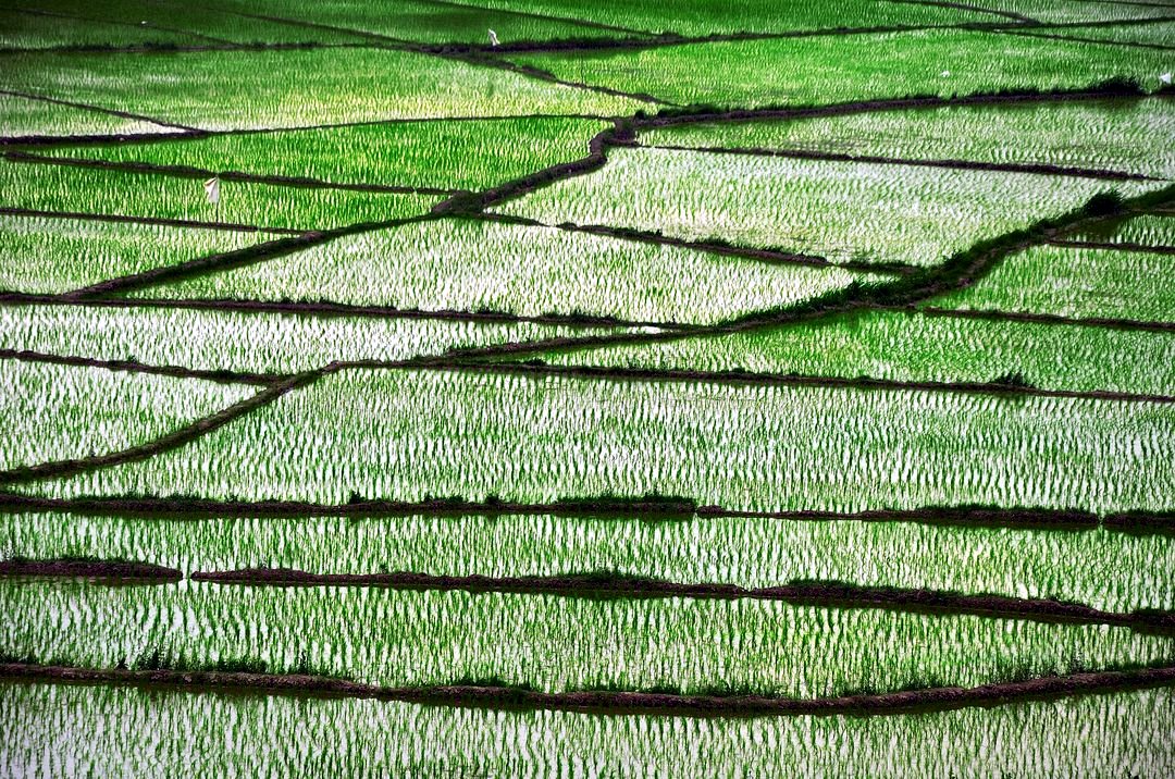 Gilan - Tutkabon - Sendes - Rice field - panoramio.jpg