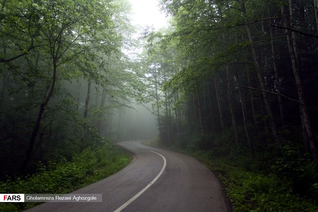 Caspian Hyrcanian Mixed Forests in Northern Iran 04.jpg