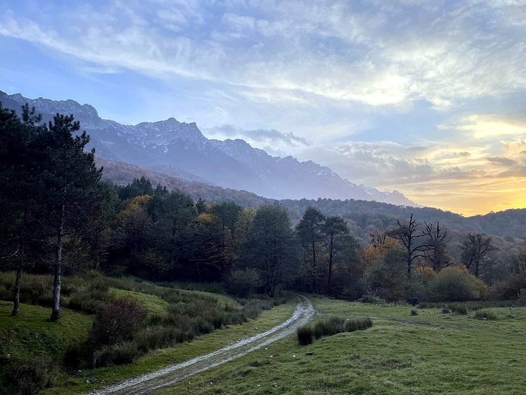 Boula-hyrcanian forest.jpg